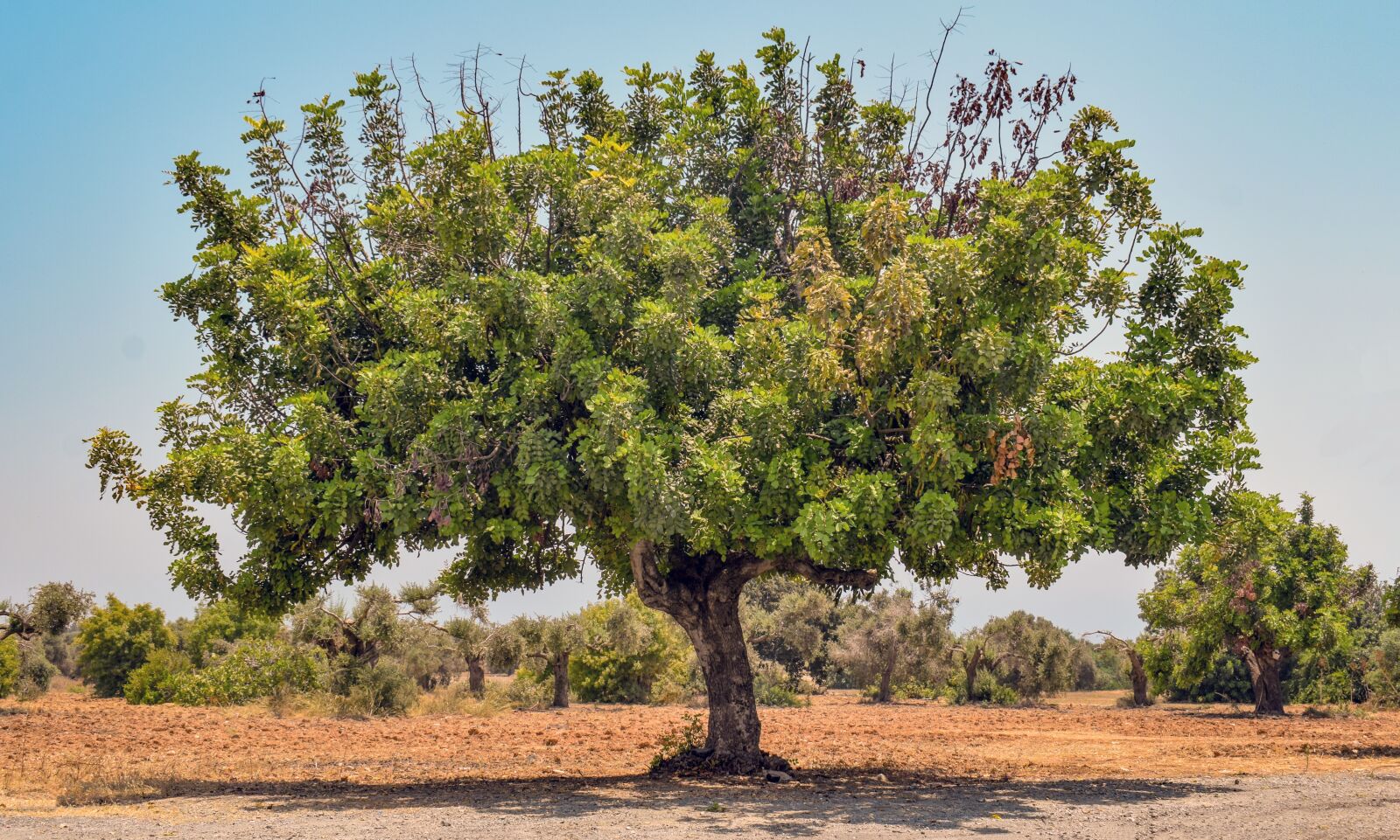 Nikon D3300 sample photo. Tree, summer, nature photography
