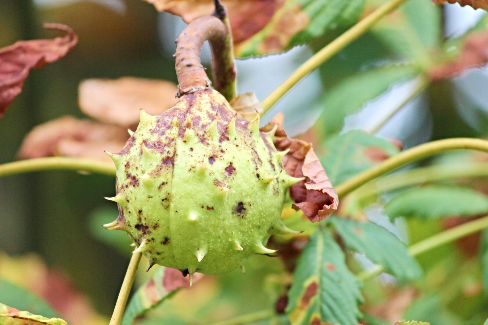 Canon EOS 1100D (EOS Rebel T3 / EOS Kiss X50) sample photo. Chestnut, fruit, spur photography