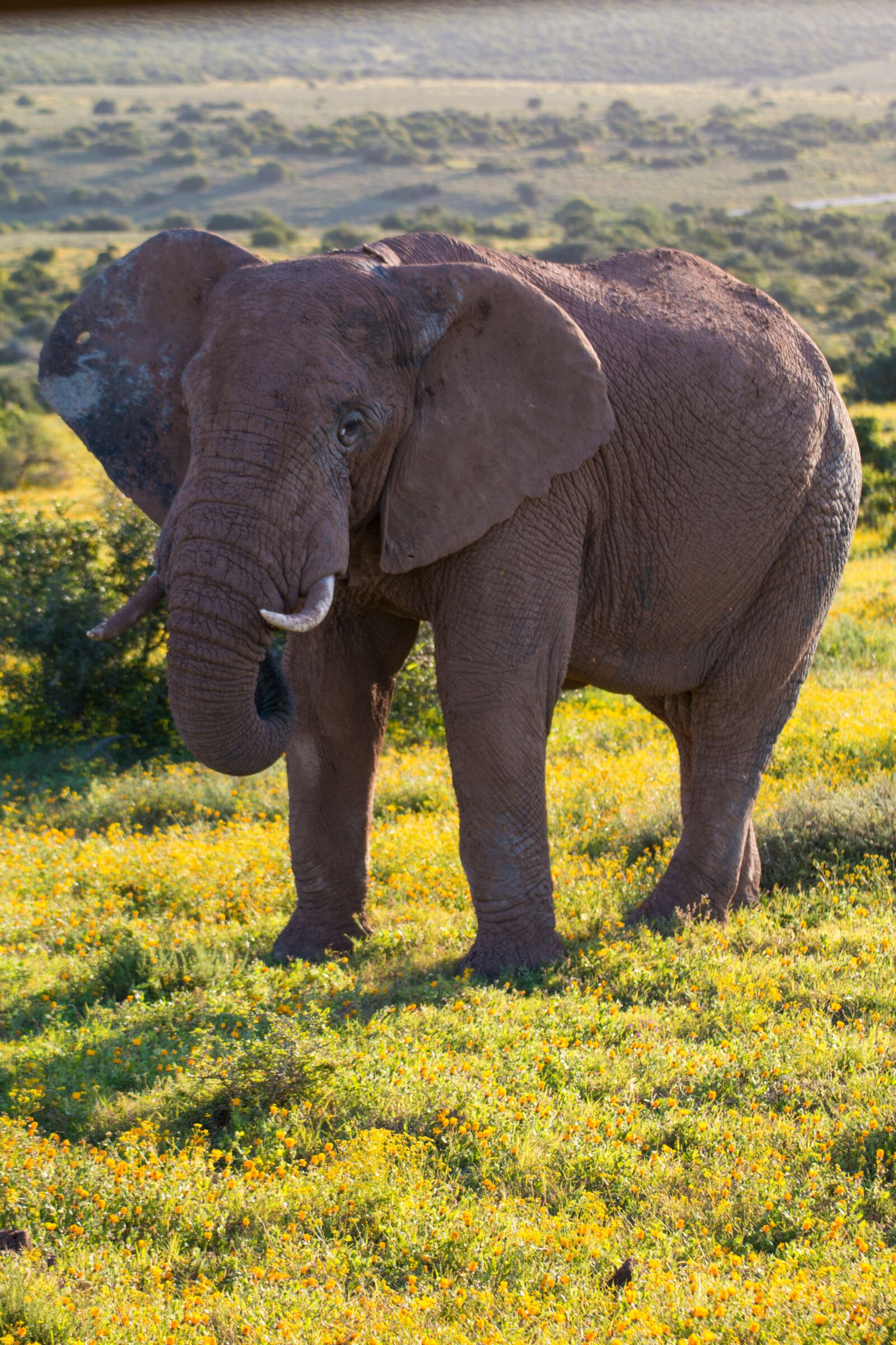 Canon EOS 70D sample photo. Elephant, south africa, safari photography