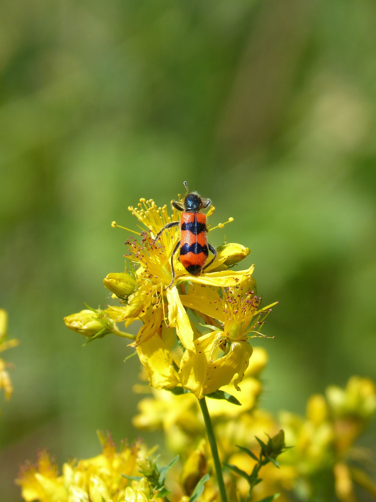 Panasonic DMC-FZ62 sample photo. Beetle, coleoptera, black and photography