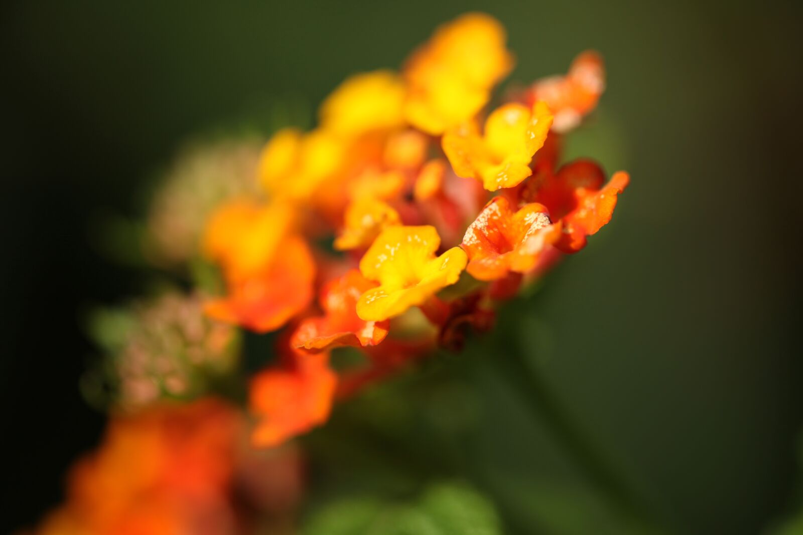 Canon EOS 5D Mark II sample photo. Nature, flower, flora photography