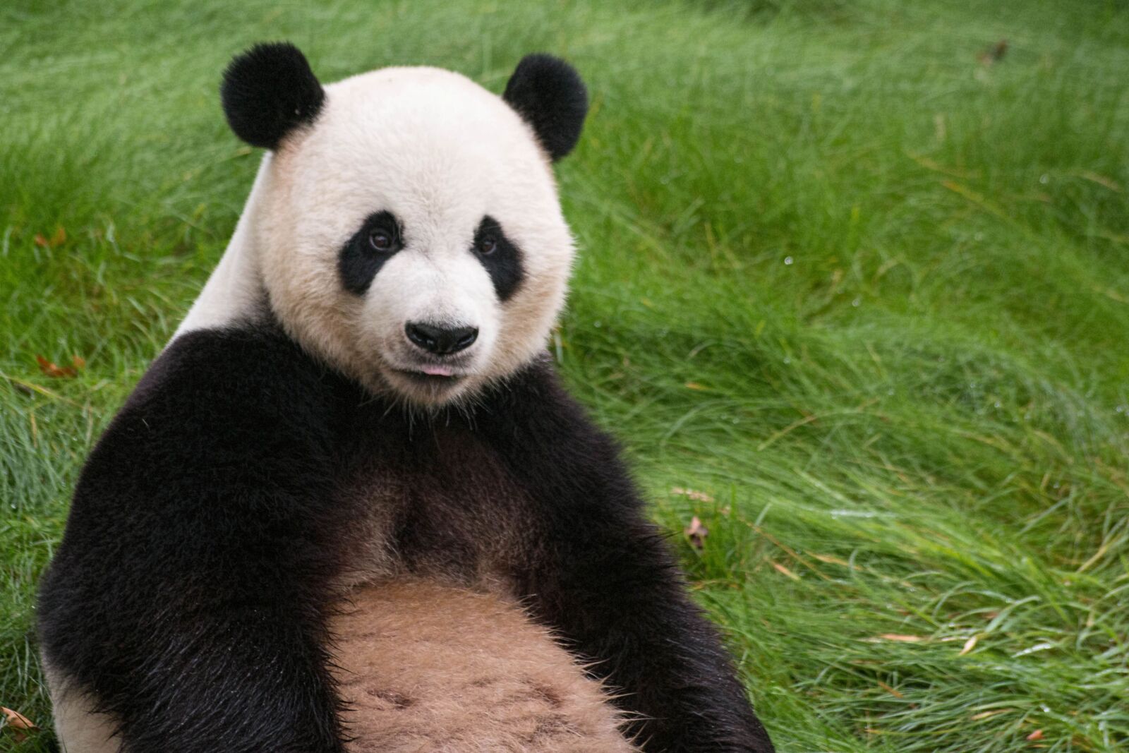 Canon EOS 70D sample photo. Panda, animal, asia photography