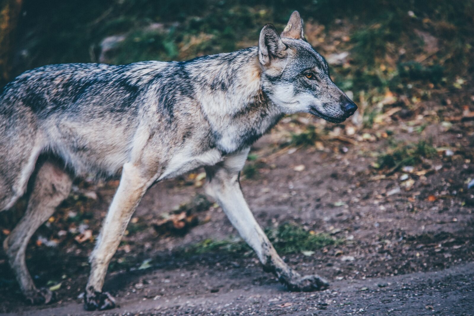 Canon EF 70-200mm F2.8L IS II USM sample photo. Animal, close-up, dirt photography