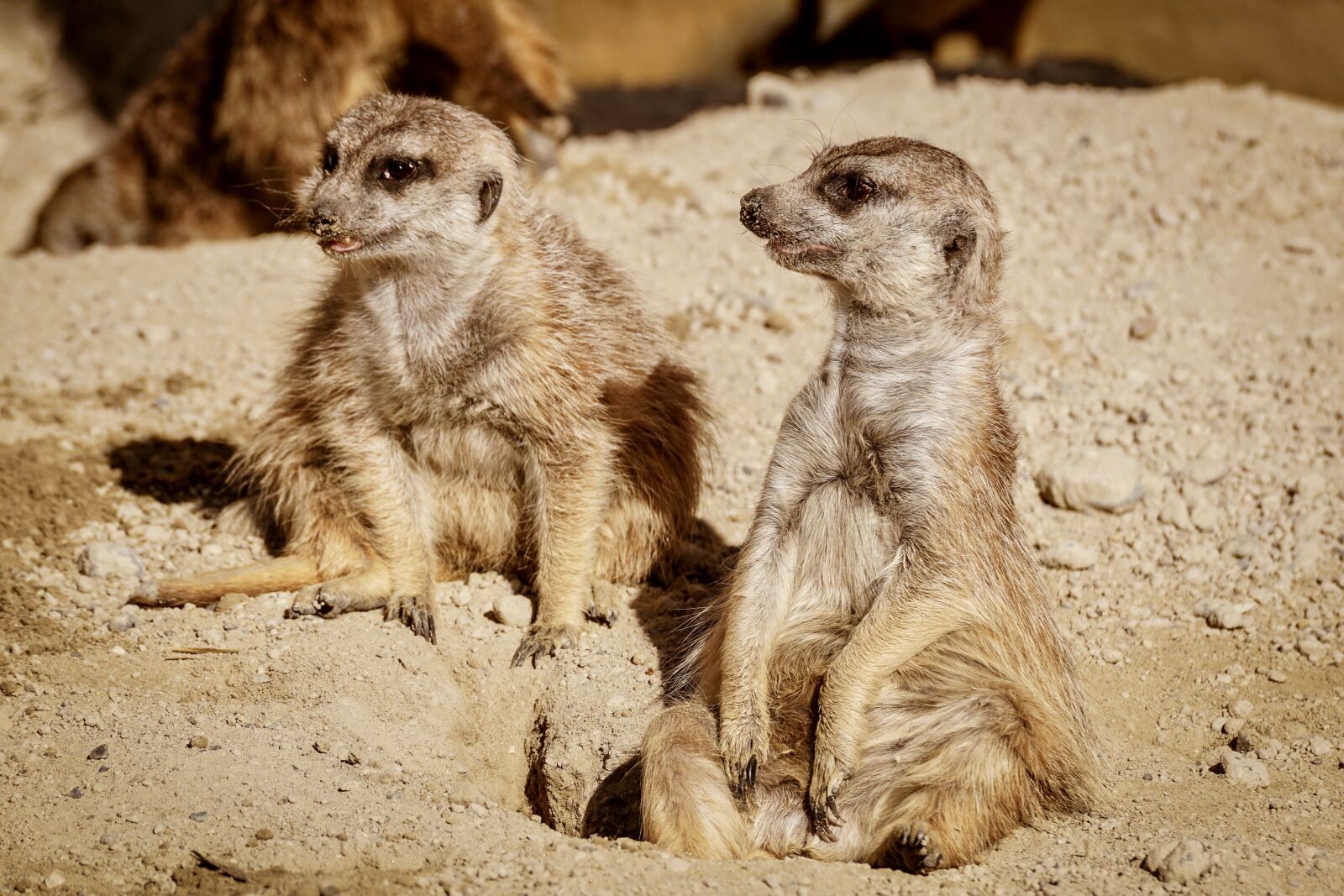 Sony DT 55-300mm F4.5-5.6 SAM sample photo. Meerkat, funny, watch photography