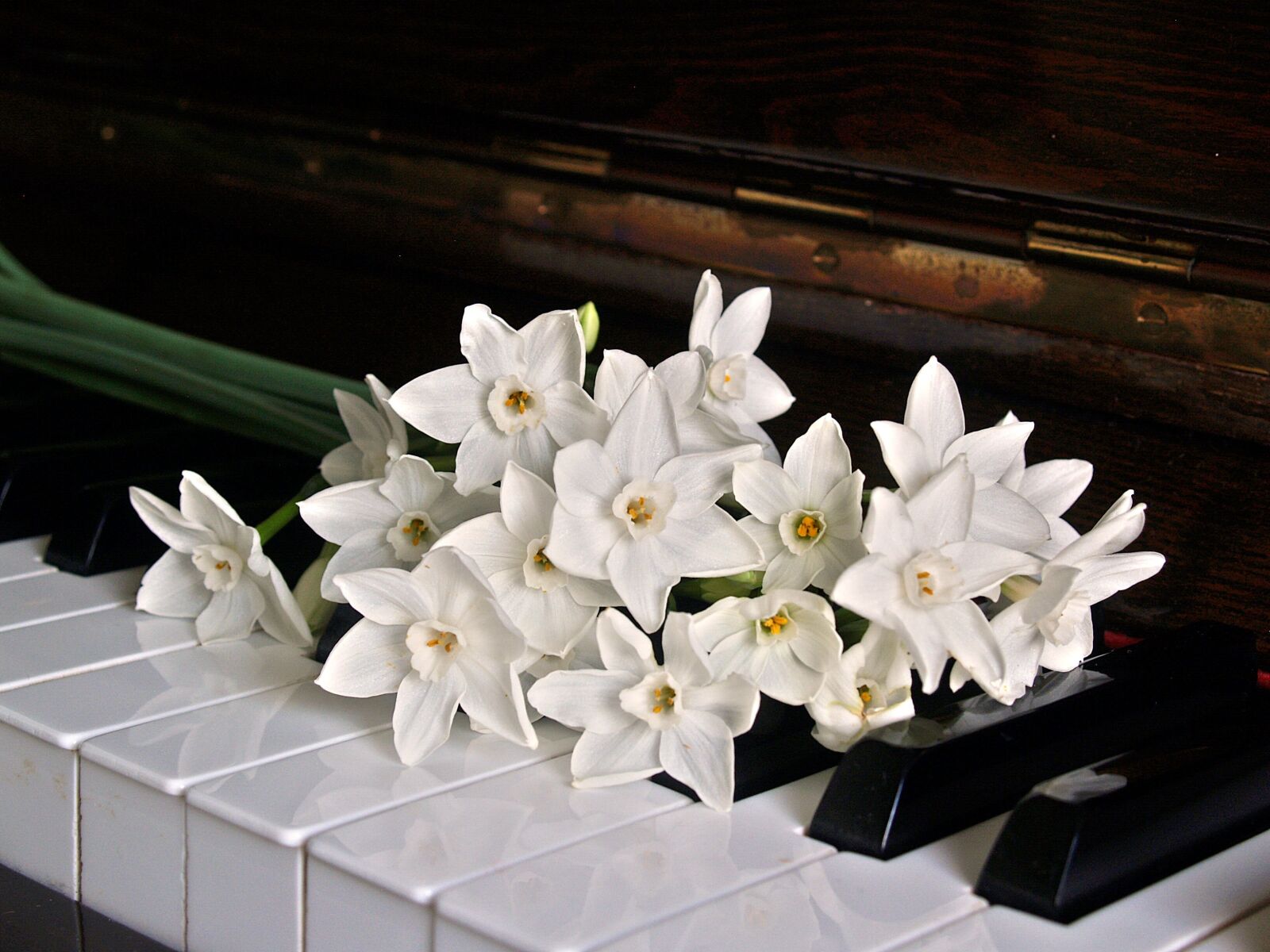 Olympus E-300 (EVOLT E-300) sample photo. Piano, keys, jonquils photography