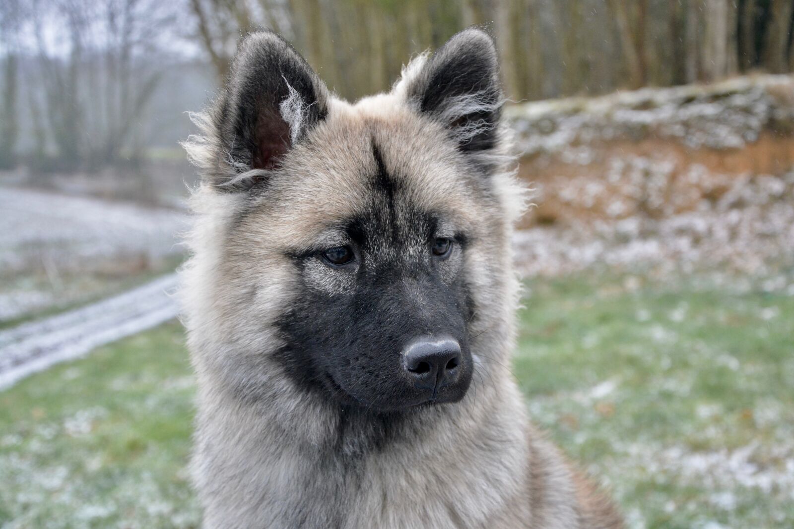 Nikon D5200 sample photo. Dog, bitch nova, young photography