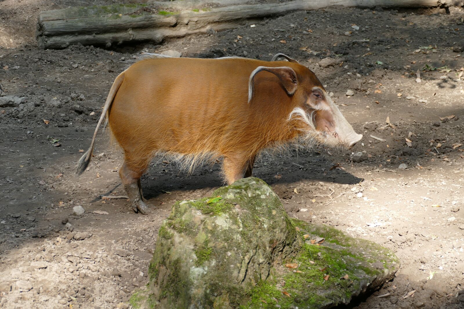 Panasonic Lumix DMC-FZ1000 sample photo. Brush ear pig, pig photography
