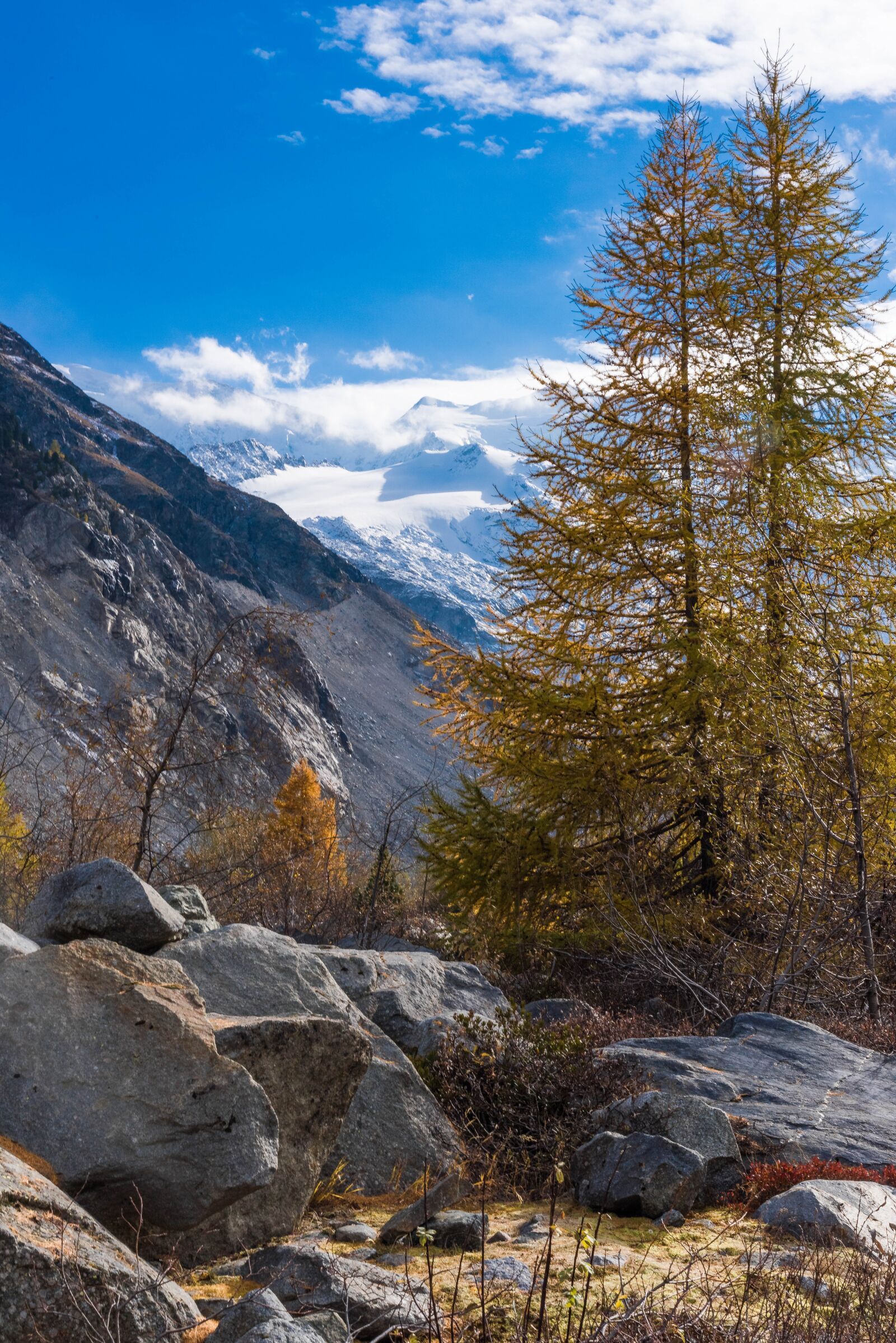 Nikon D810 sample photo. Autumn, larch, larch discoloration photography