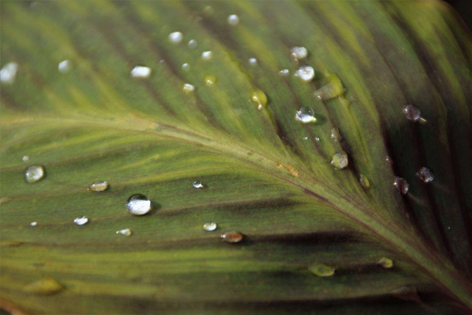 Canon EOS 1200D (EOS Rebel T5 / EOS Kiss X70 / EOS Hi) sample photo. Leaf, big leaf, drop photography