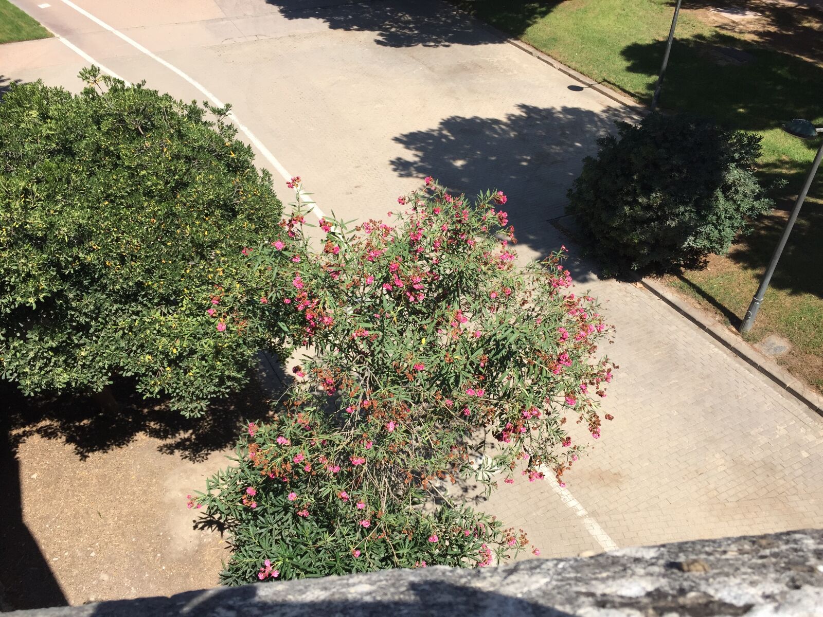 Apple iPhone 6 sample photo. Spain, summer, valencia photography