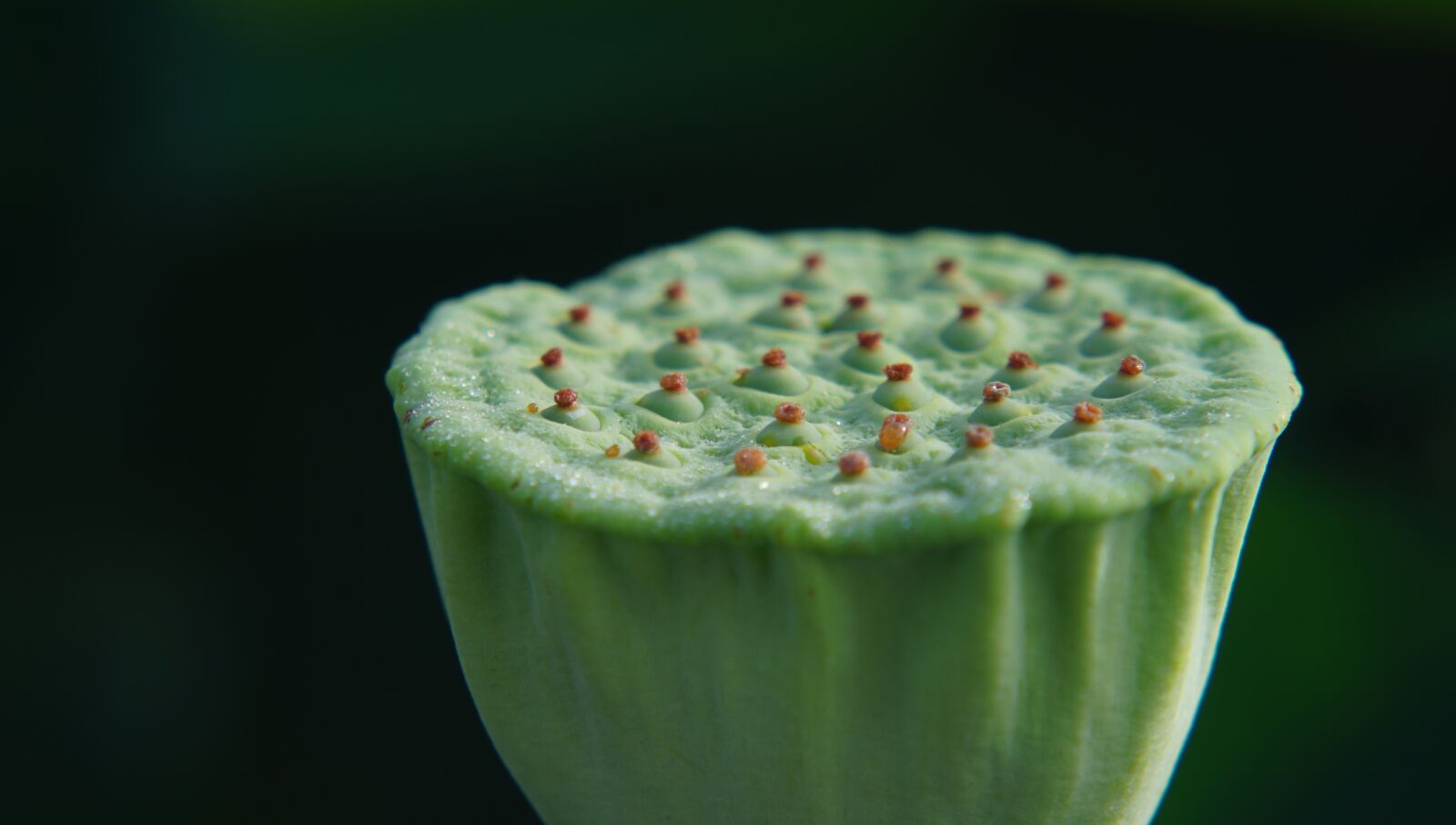 Sony a6300 + Sony FE 70-200mm F4 G OSS sample photo. Lotus, flower, macro photography