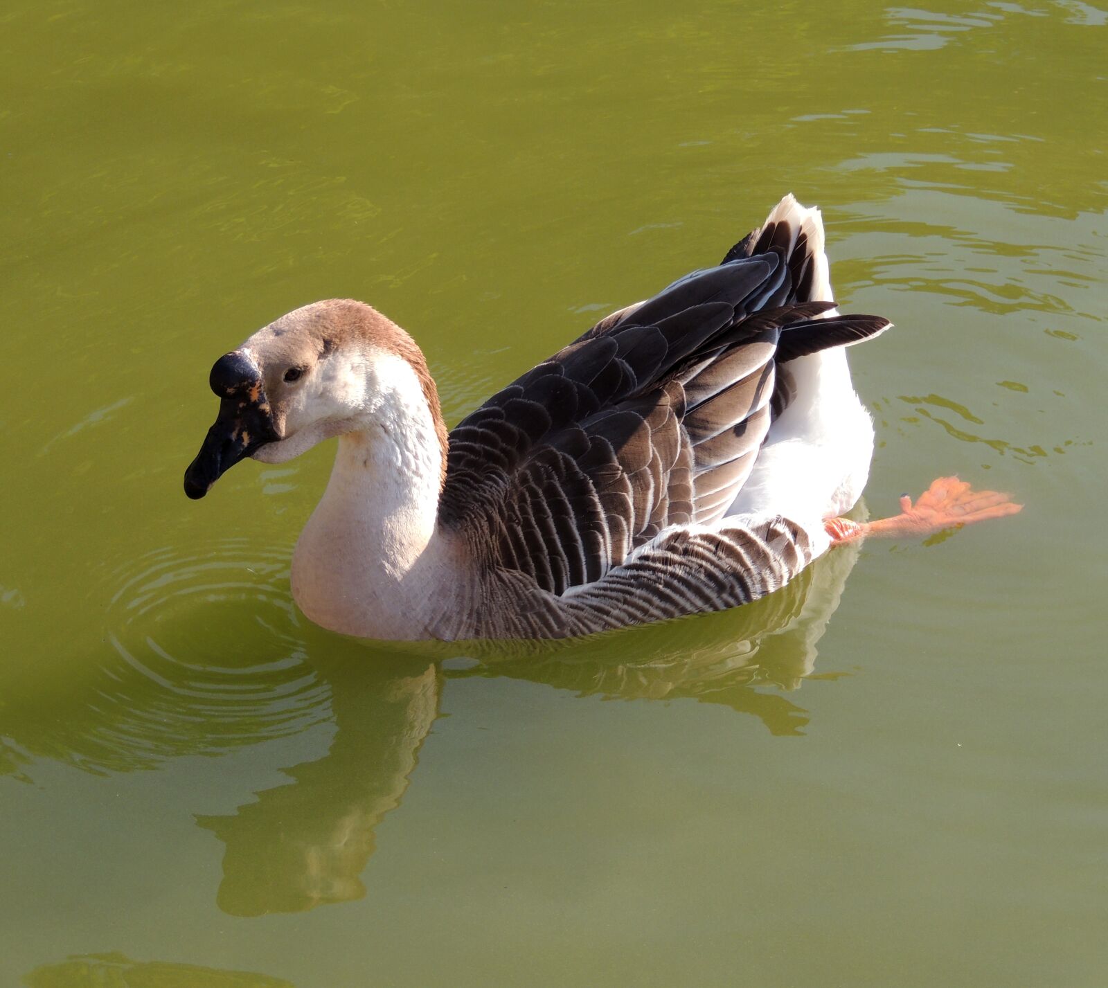 Nikon Coolpix P510 sample photo. Duck, lake, swimming photography