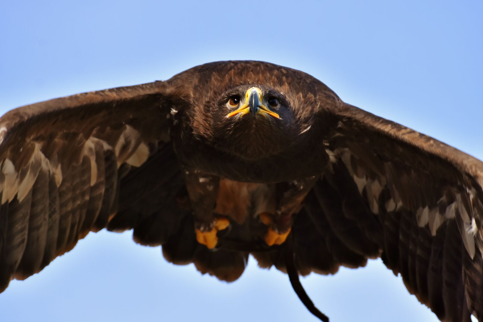 Nikon D7200 sample photo. Adler, raptor, bird of photography