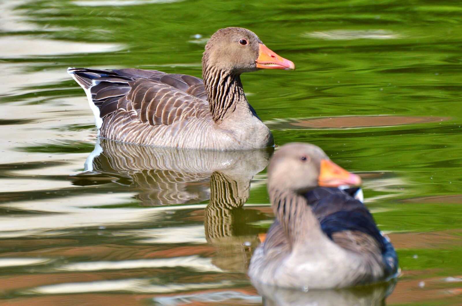 Nikon D3200 sample photo. Wild goose, goose, bird photography