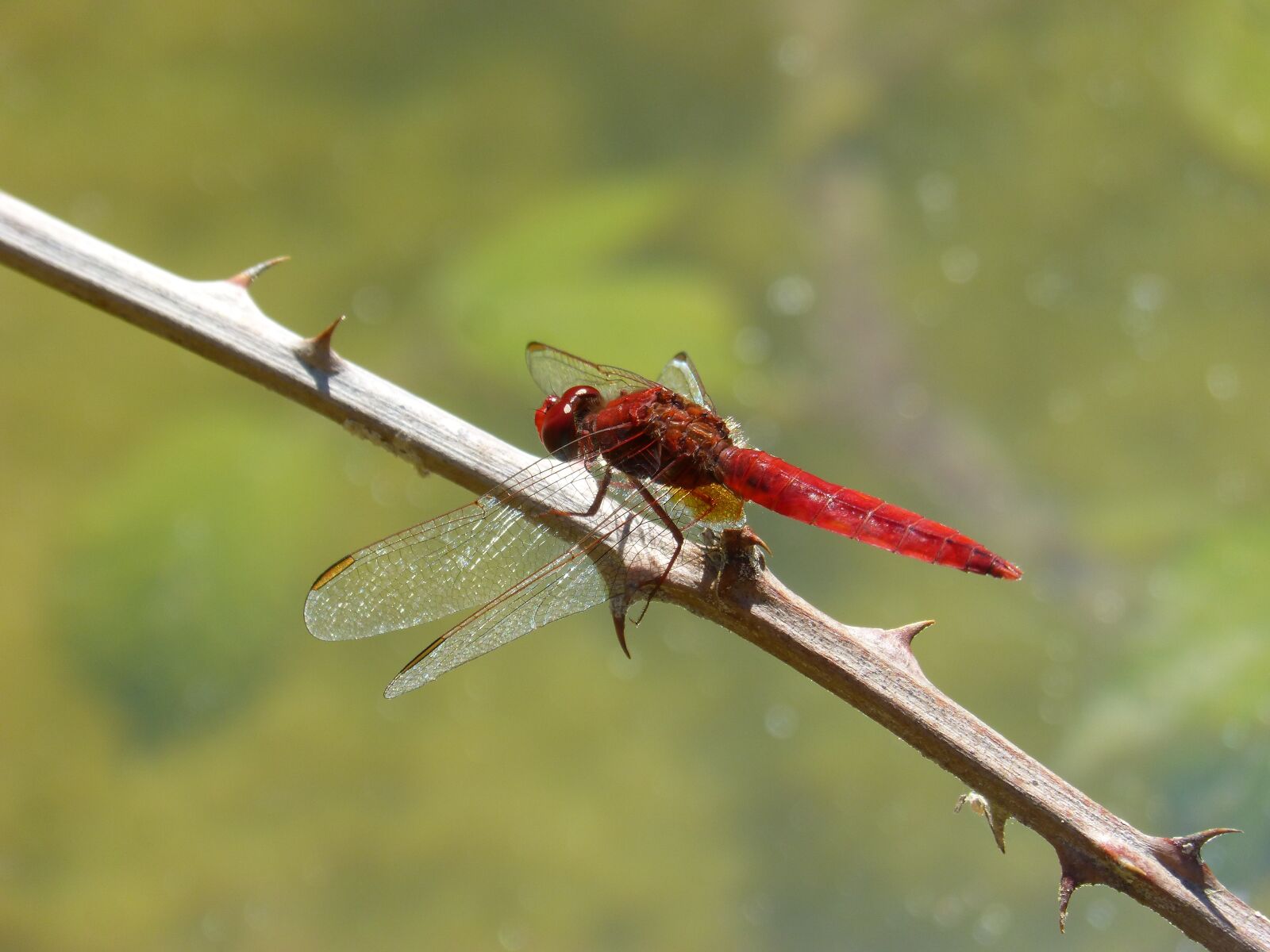 Panasonic DMC-FZ62 sample photo. Red dragonfly, dragonfly, branch photography