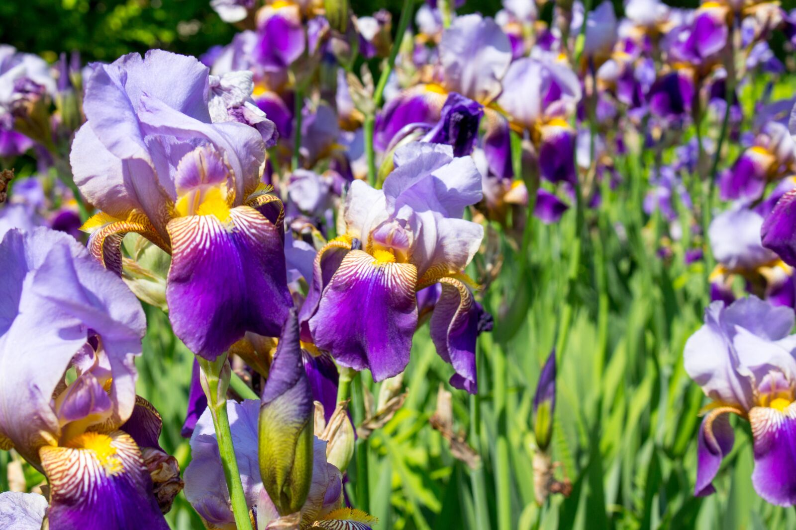 Canon EOS 700D (EOS Rebel T5i / EOS Kiss X7i) sample photo. Flower, flora, nature photography