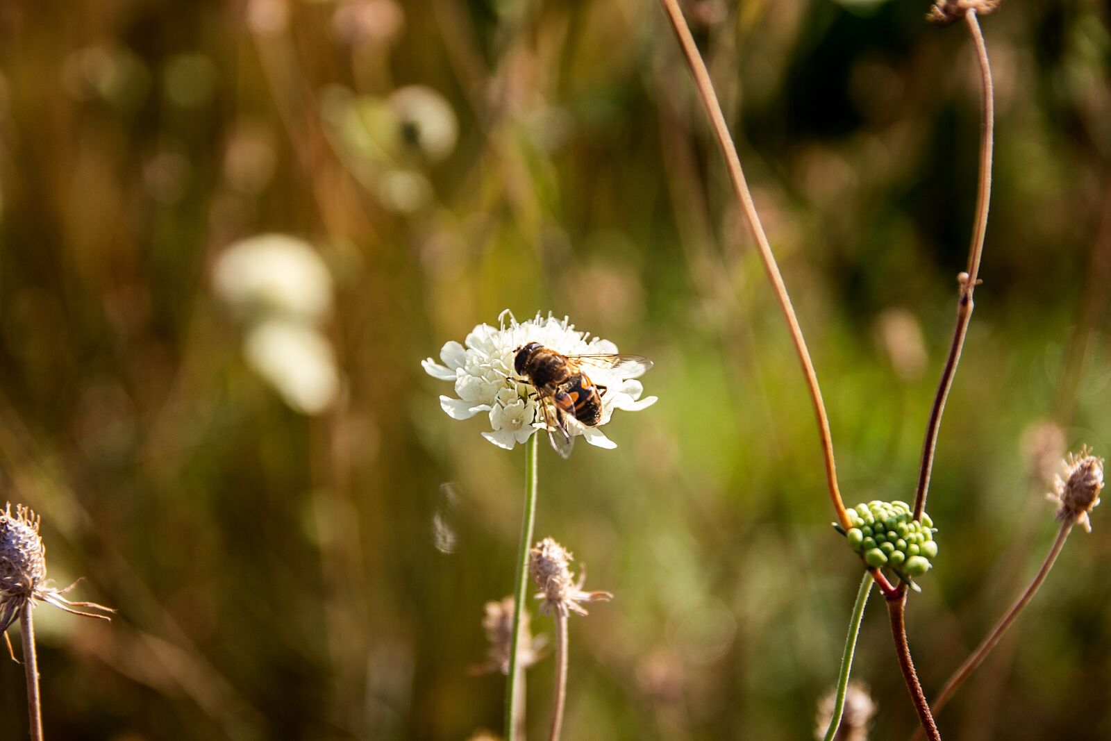 Canon EOS 60D sample photo. Bee, summer time, meadow photography