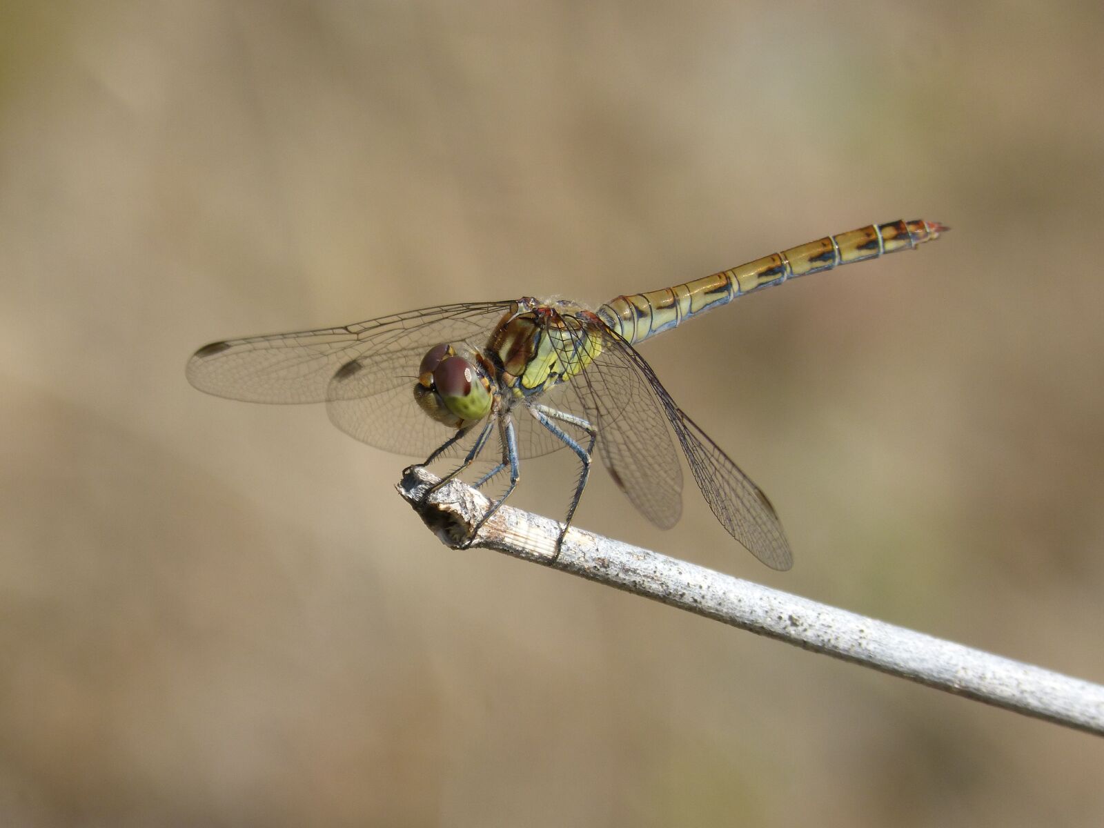 Panasonic DMC-FZ62 sample photo. Ib lula, yellow dragonfly photography