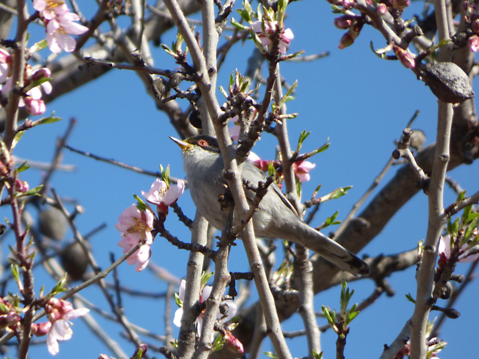 Panasonic Lumix DMC-FZ70 sample photo. Sardinian warbler, tallarol capnegre photography