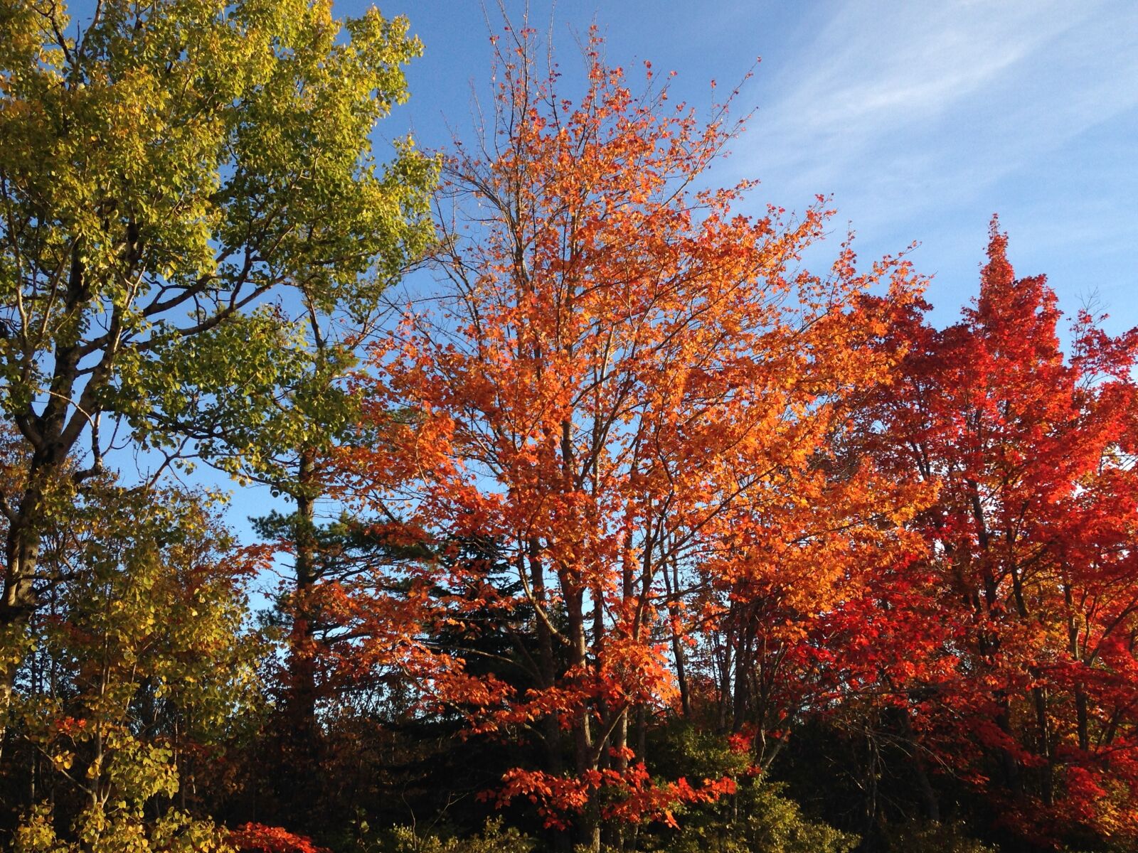 Apple iPhone 5c sample photo. Trees, autumn, season photography