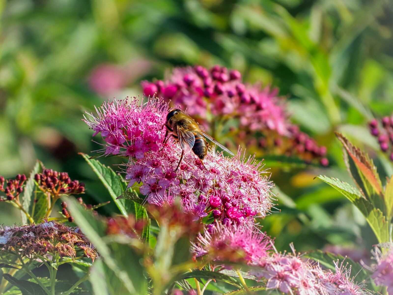 Canon PowerShot SX40 HS sample photo. Sirfide, flowers, nectar photography