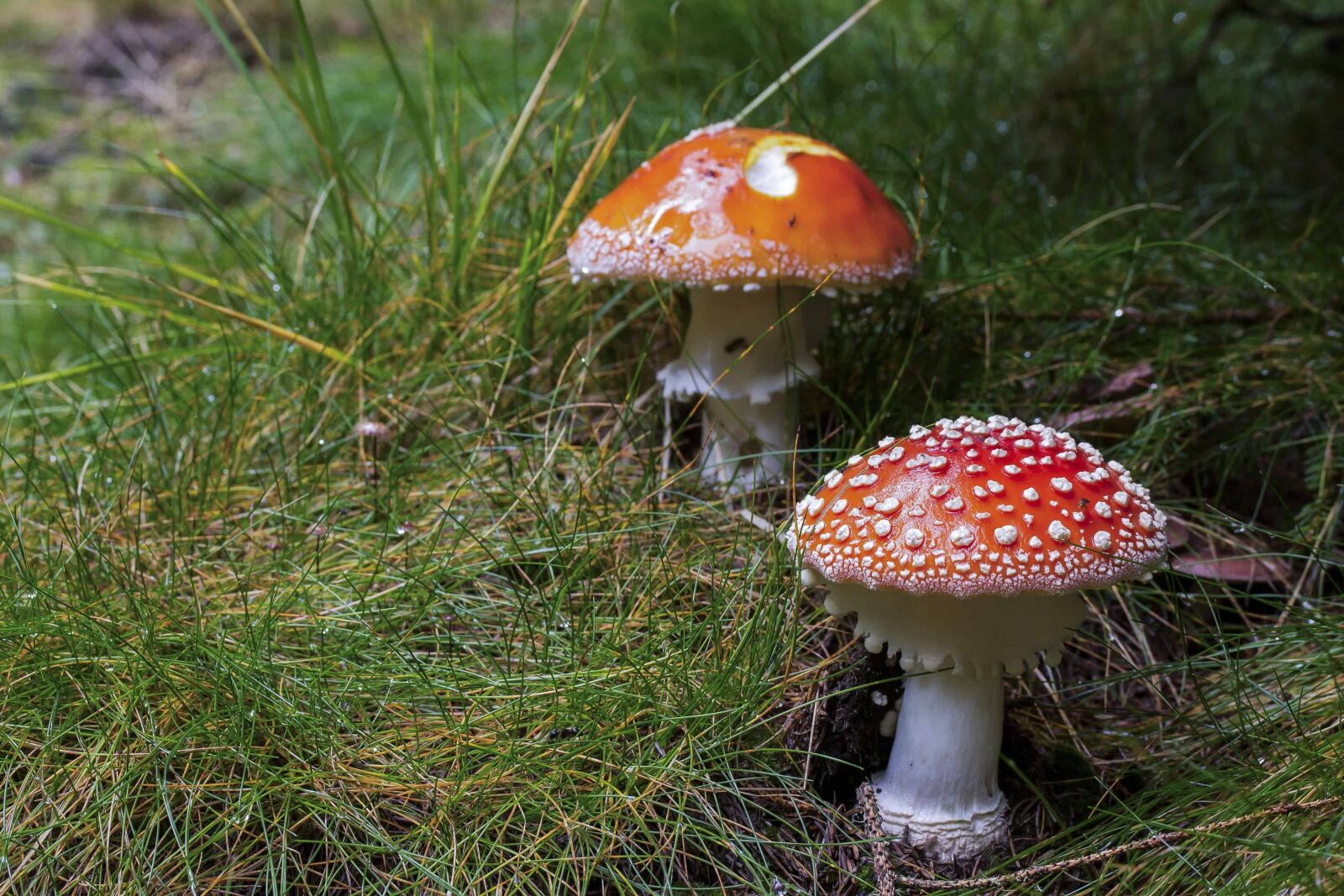 Canon EOS 1100D (EOS Rebel T3 / EOS Kiss X50) sample photo. Nature, wild, mushroom, grass photography