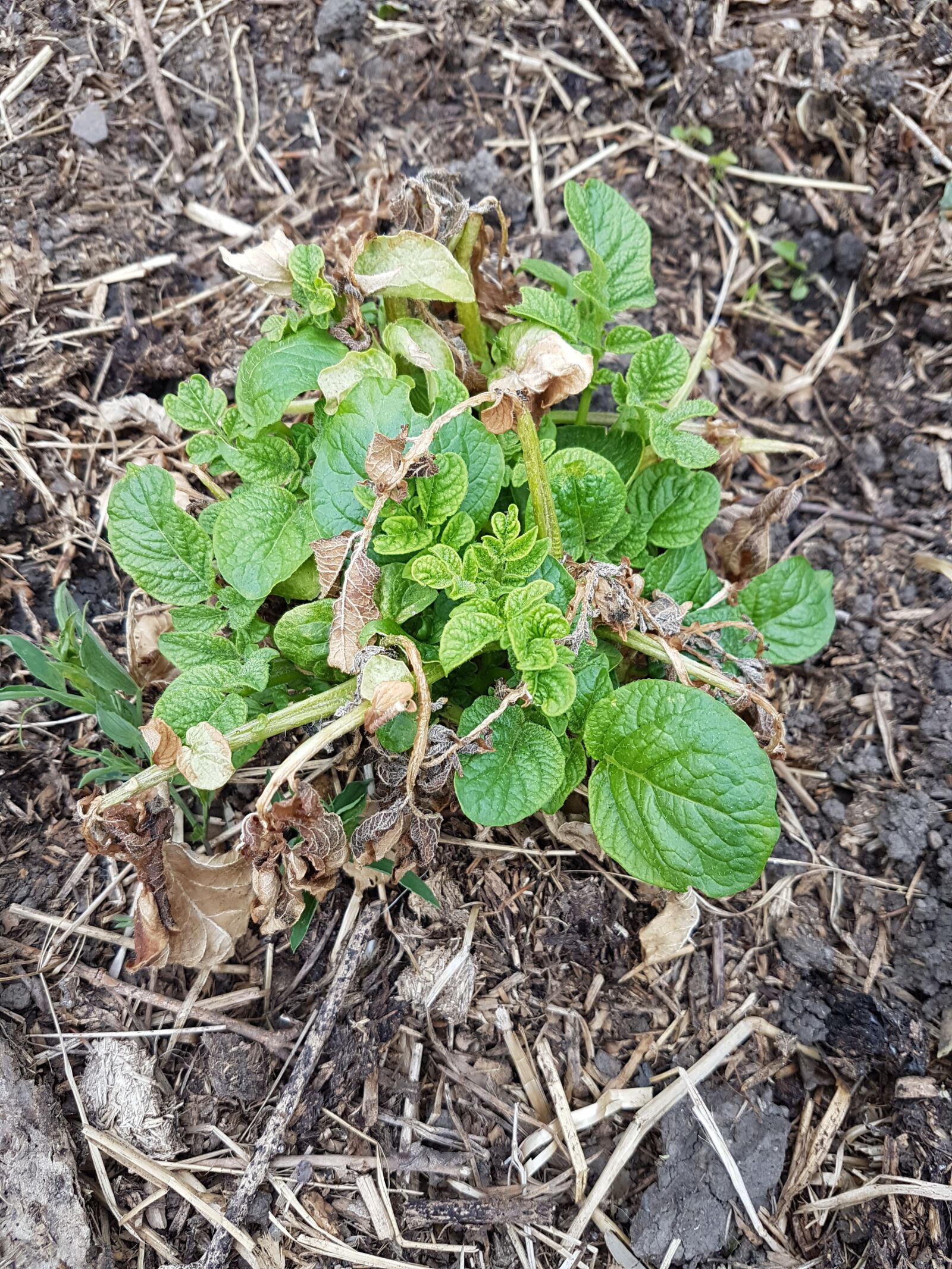 Samsung Galaxy S7 Edge sample photo. Potato, allotment, frost photography