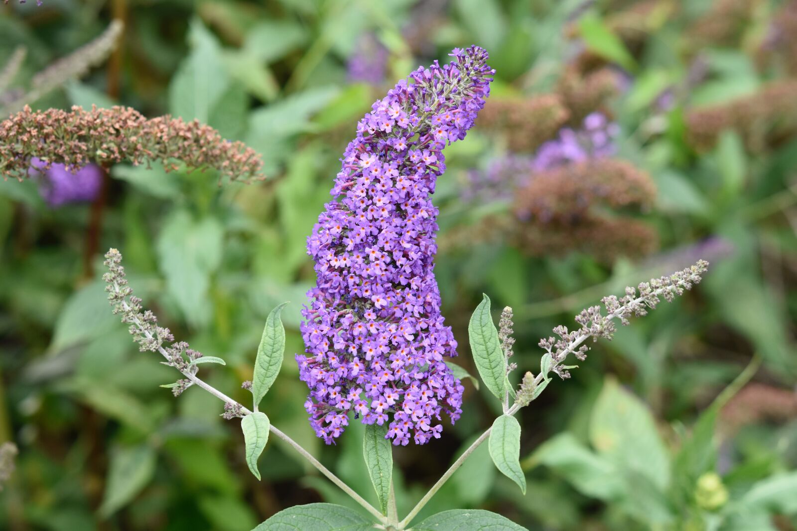 Nikon D5600 sample photo. Flower, tree butterflies, green photography