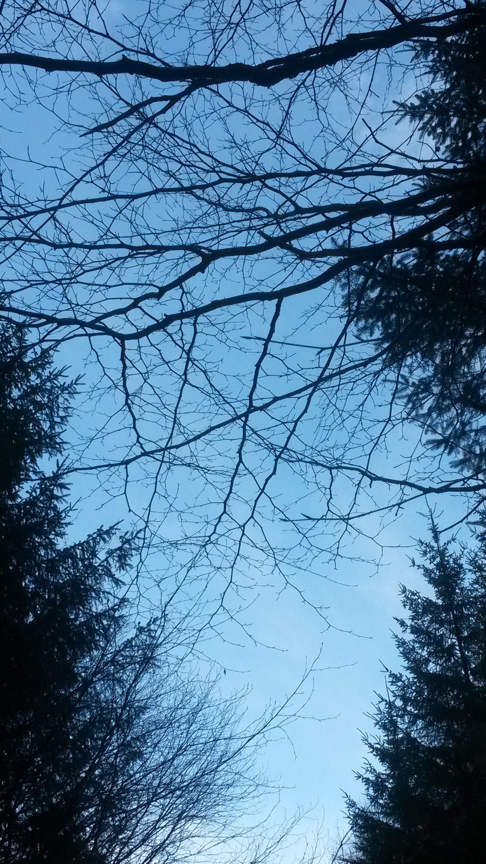 Samsung Galaxy S4 Mini sample photo. Sky, tree, nature photography