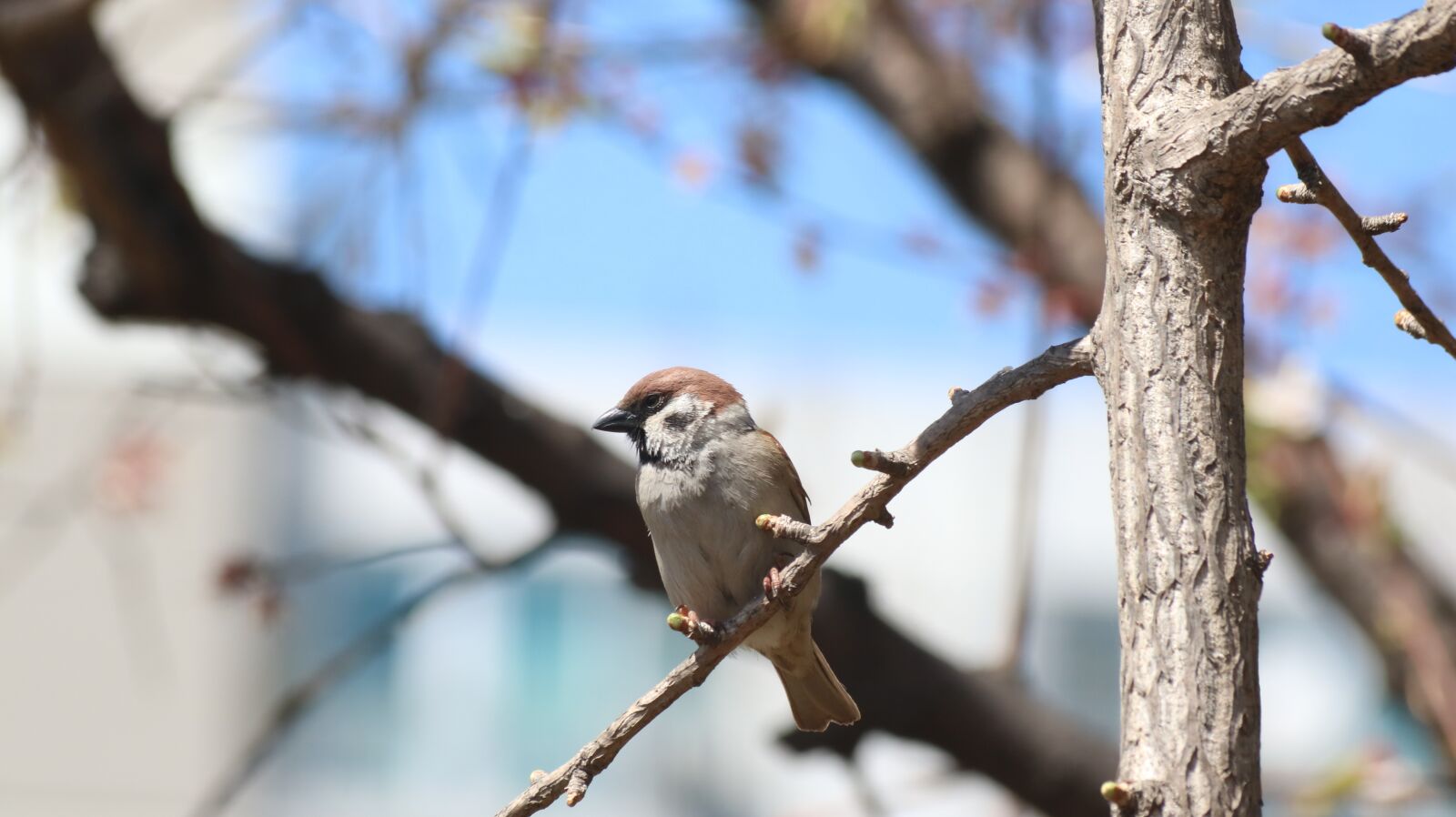 Canon EOS 750D (EOS Rebel T6i / EOS Kiss X8i) sample photo. Nature, wood, new photography