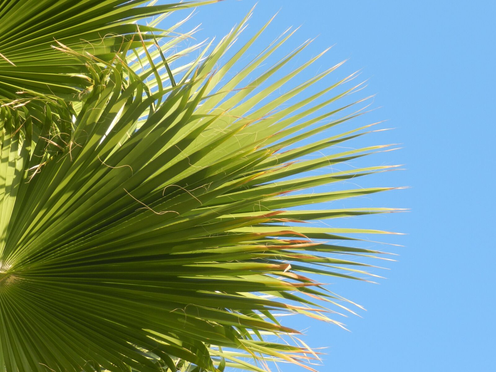 Nikon Coolpix P500 sample photo. Palm, green, leaf photography