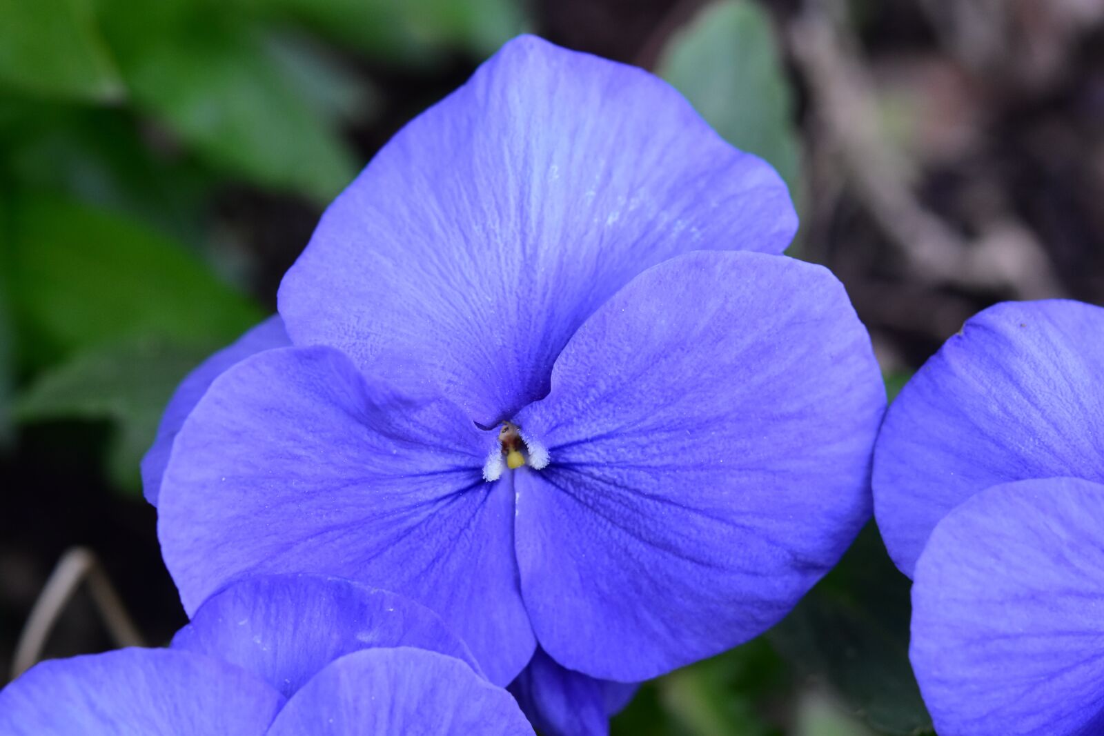 Nikon D5600 sample photo. Flower, flower thought, plant photography