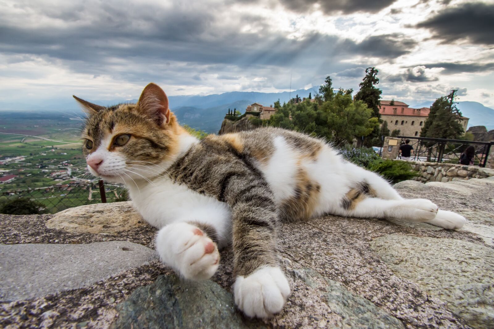 Nikon D7200 sample photo. Animal, nature, outdoors photography