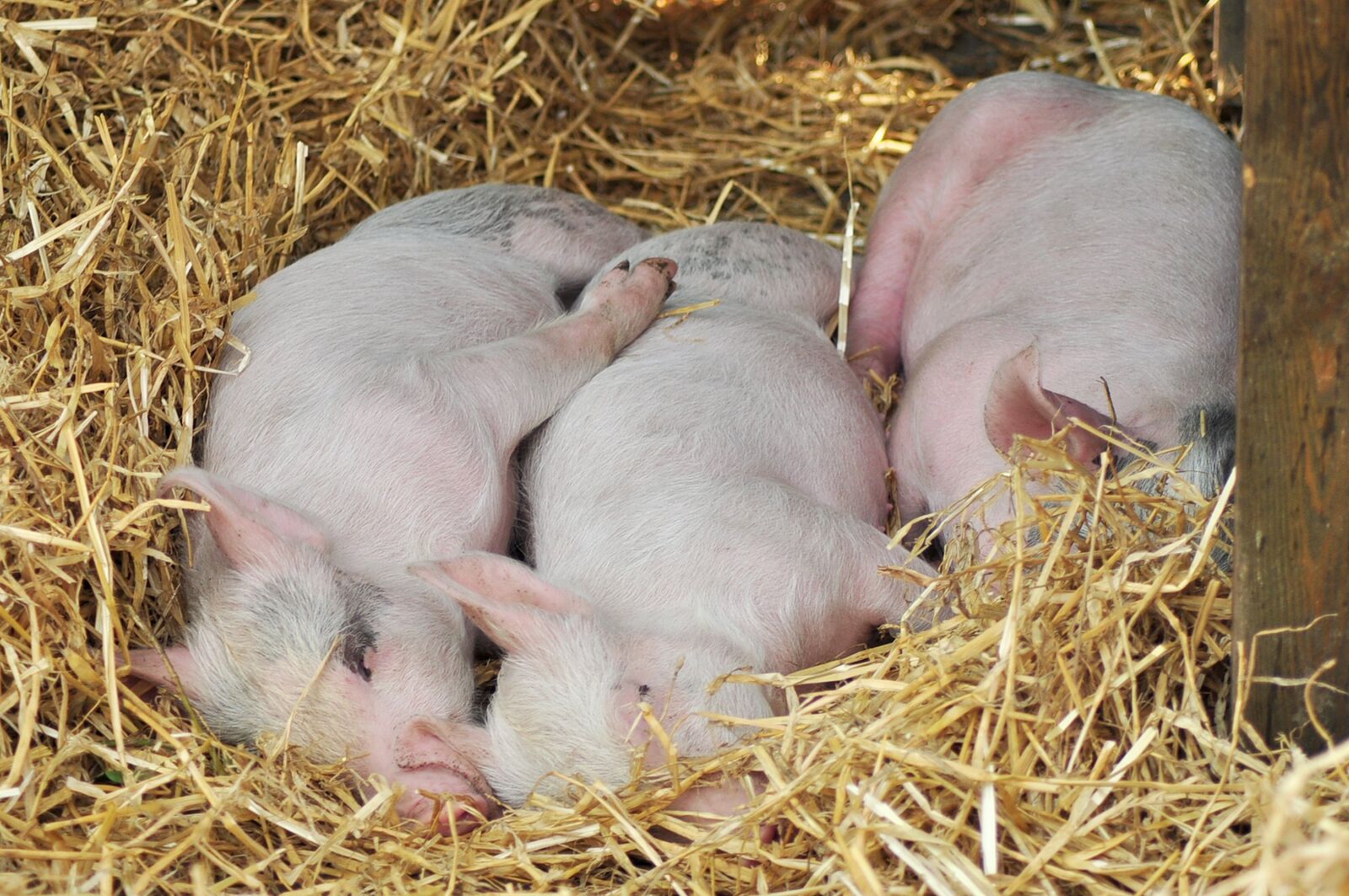 Nikon D90 sample photo. Pigs, sleeping pigs, farm photography