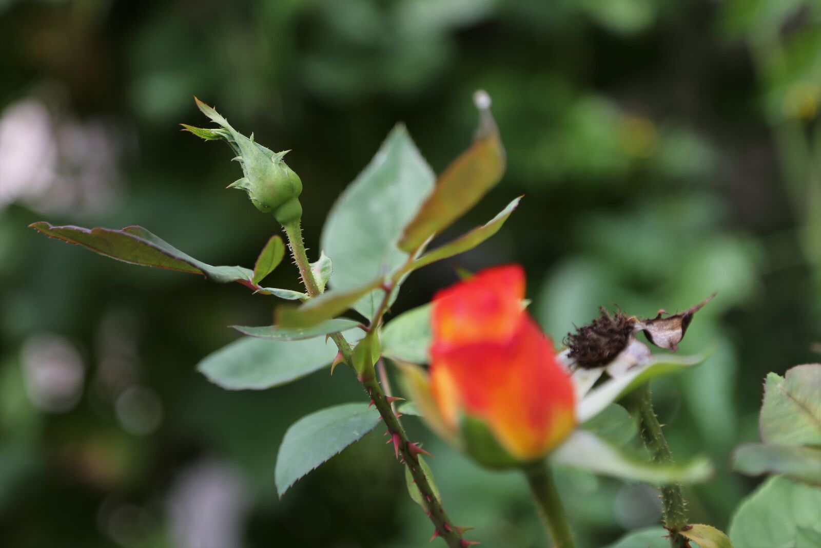 Canon EF 24-105mm F4L IS USM sample photo. Red yellow rose, alinka photography