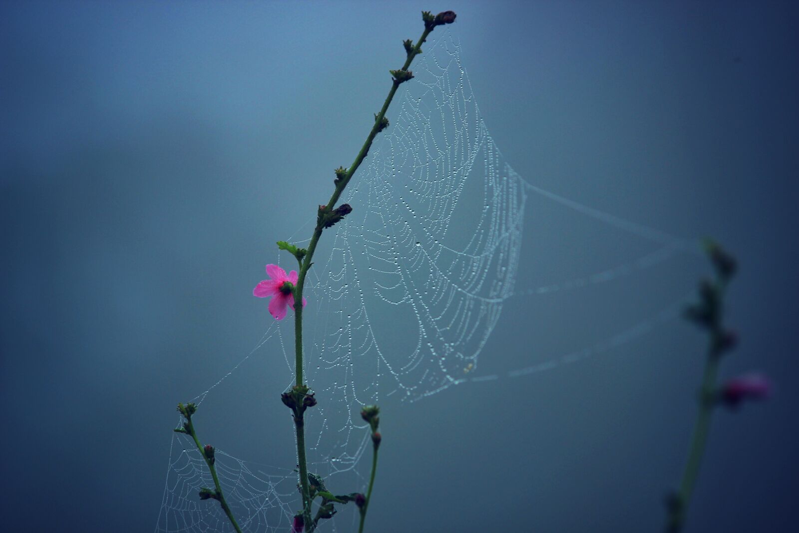 Canon EF-S 55-250mm F4-5.6 IS II sample photo. Flowers, blue, pink, spider photography