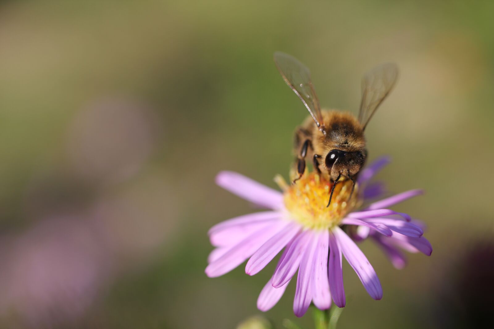 Canon EOS 550D (EOS Rebel T2i / EOS Kiss X4) sample photo. Bee, pollen, pollinate photography
