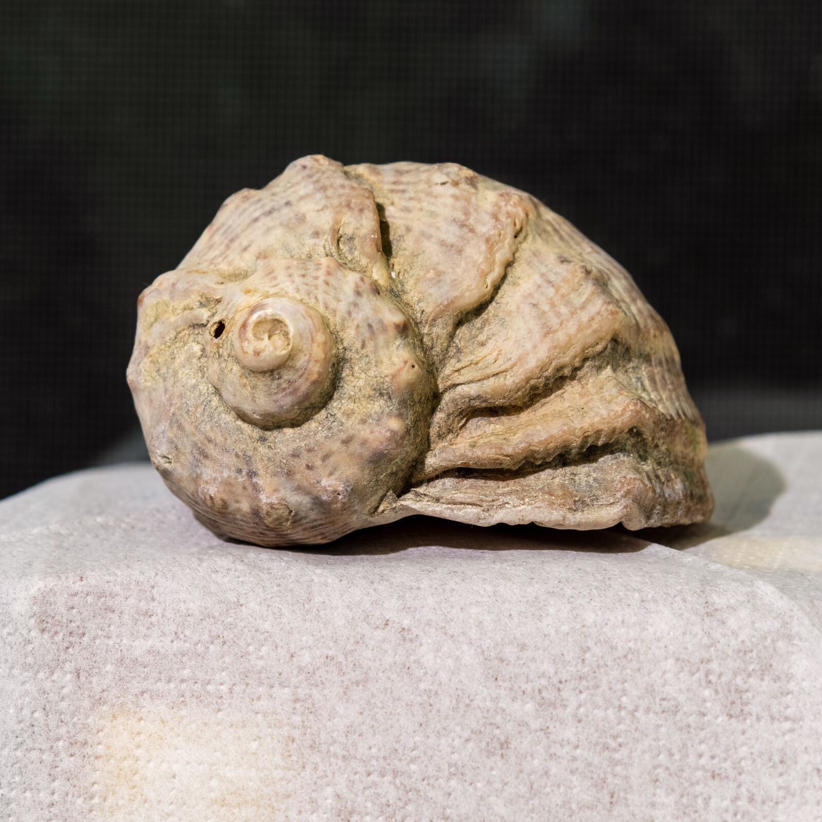Nikon D850 sample photo. Last ra, shell, m photography