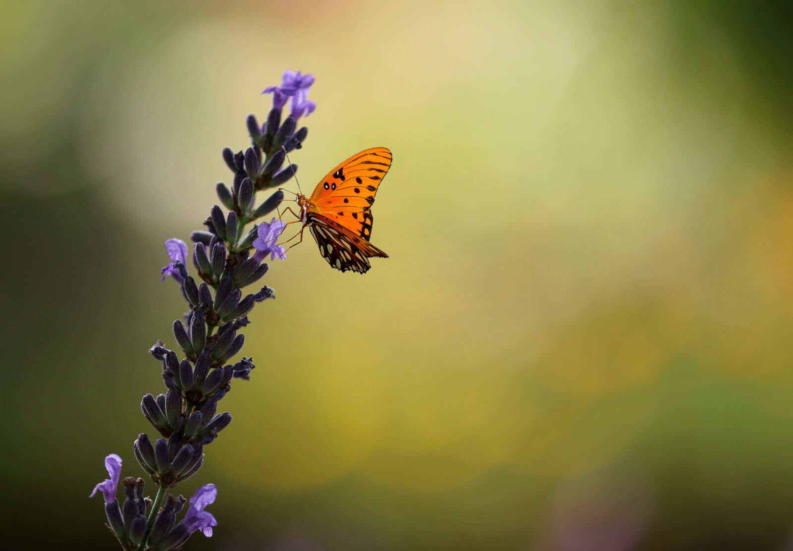 Canon EOS 70D sample photo. Nature, animal world, flower photography