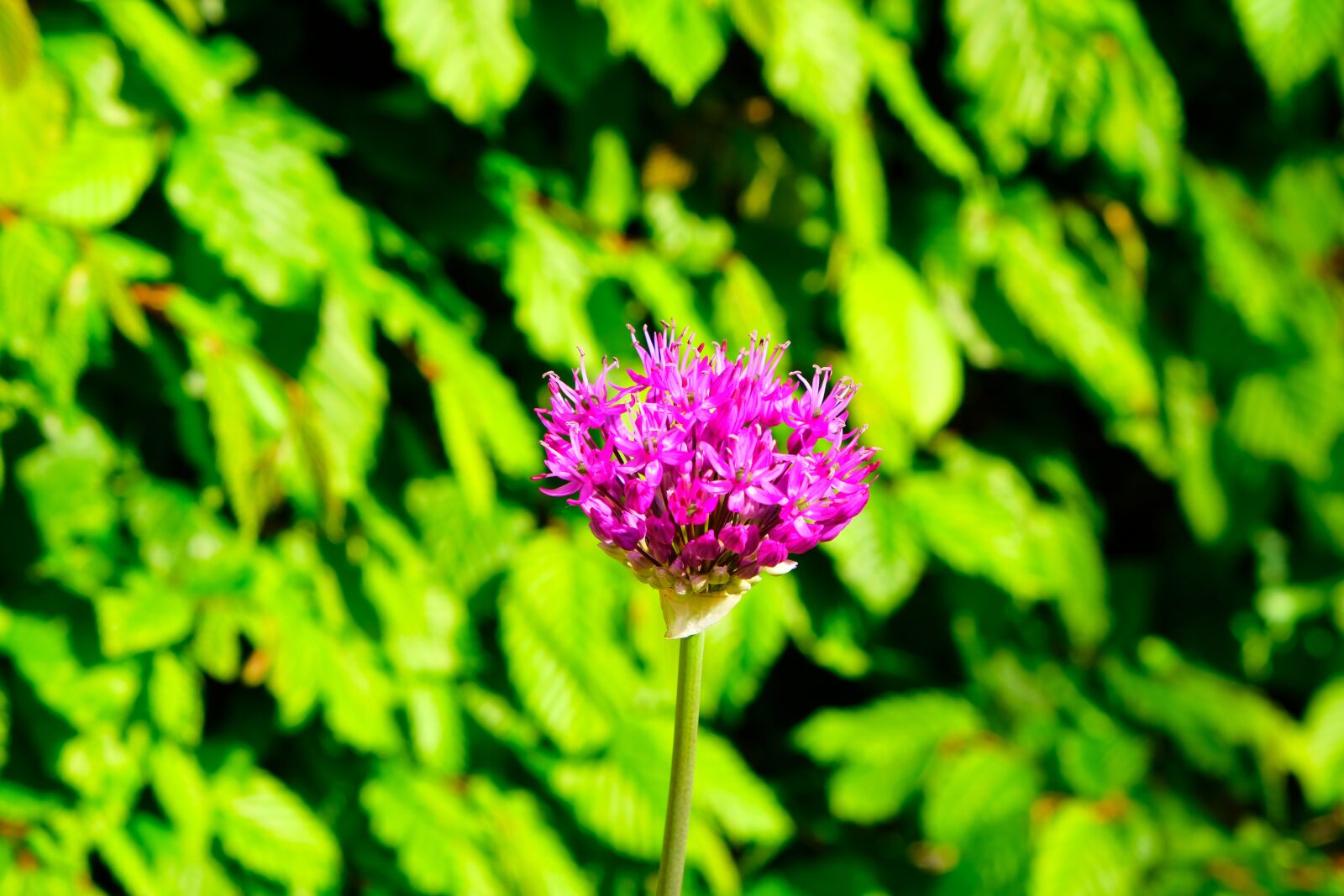 Fujifilm X-T20 sample photo. Flower, nature, blossom photography