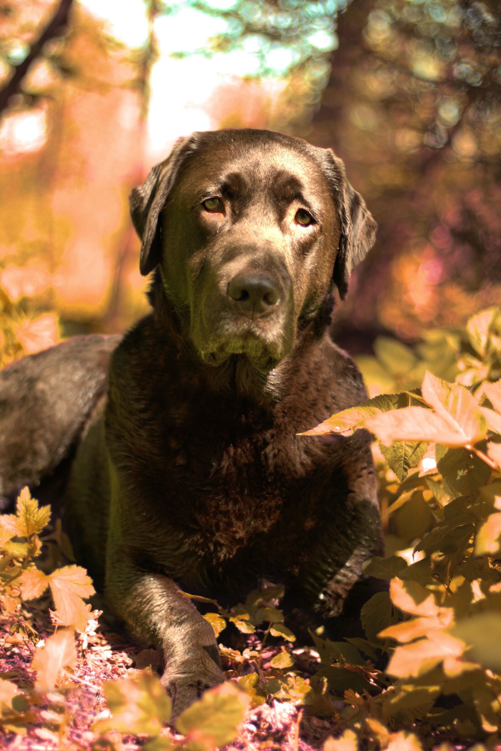 Canon EOS 700D (EOS Rebel T5i / EOS Kiss X7i) + Canon EF 50mm F1.8 II sample photo. Dog, outdoor, labrador photography