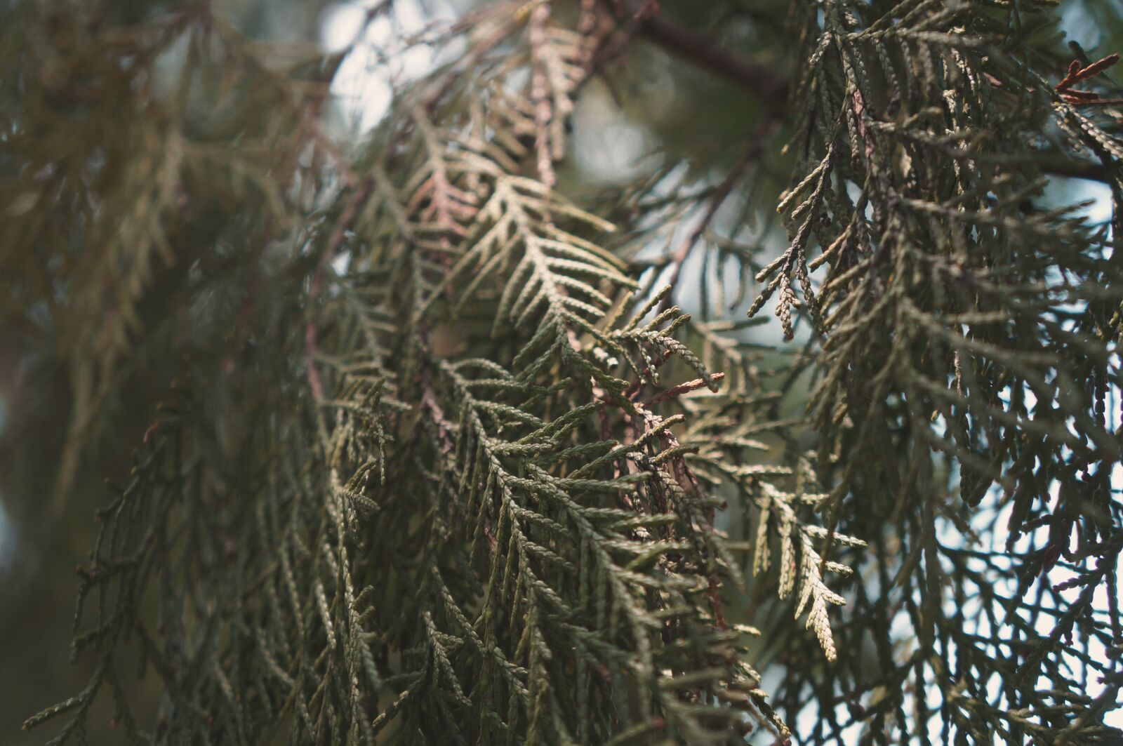 Sony Alpha NEX-5R sample photo. Pine, sunshine, summer photography