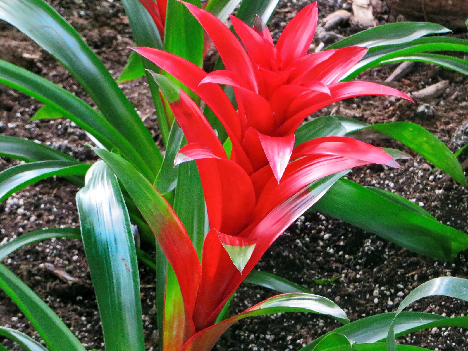 Canon PowerShot SX270 HS sample photo. Bromeliad, red, flower photography