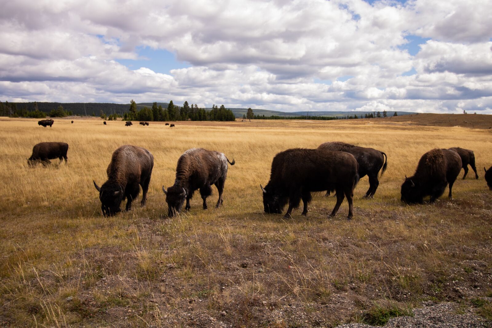 Canon EOS 750D (EOS Rebel T6i / EOS Kiss X8i) sample photo. Wild, buffalo, bison photography