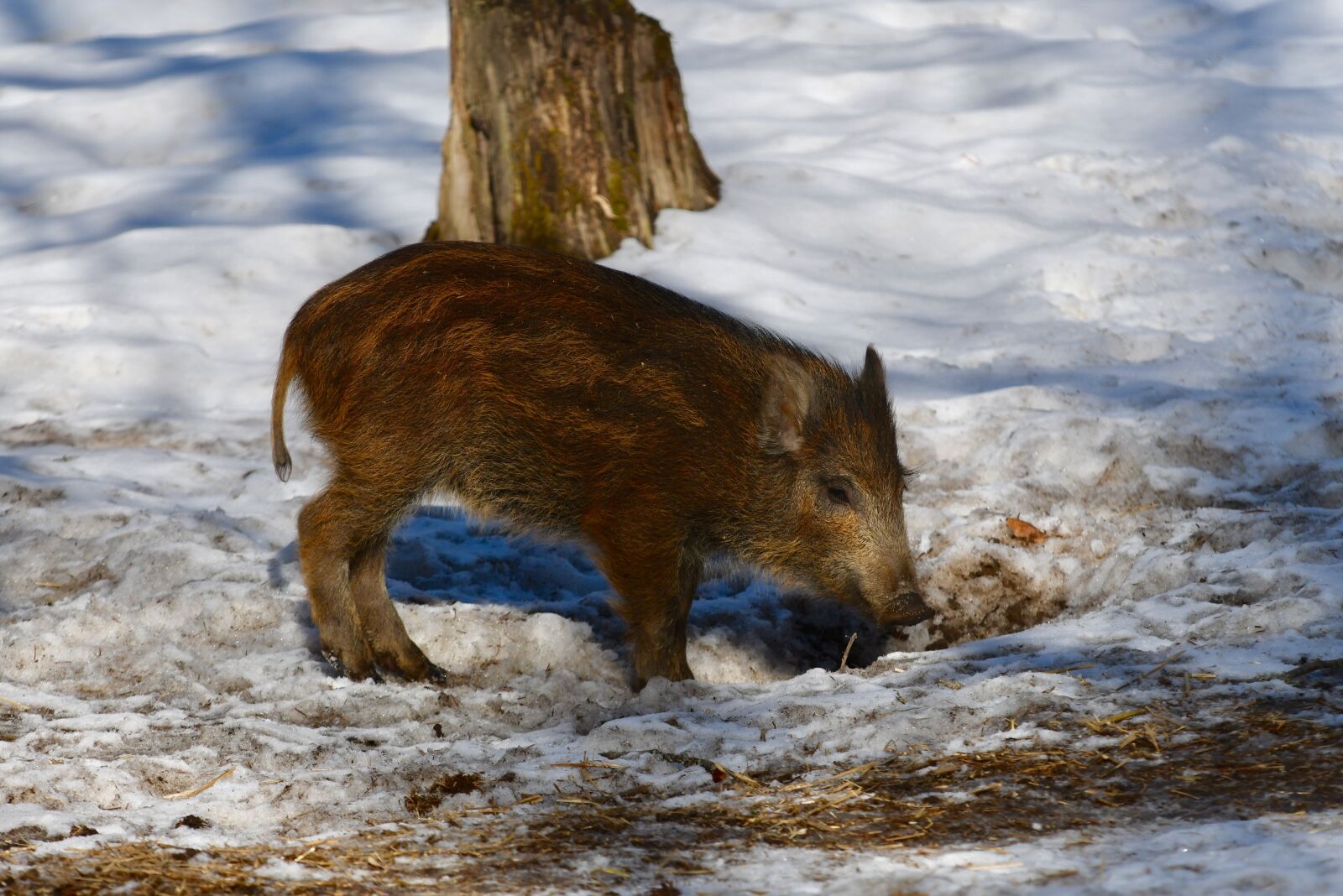 Nikon D7500 sample photo. Snow, nature, mammal photography