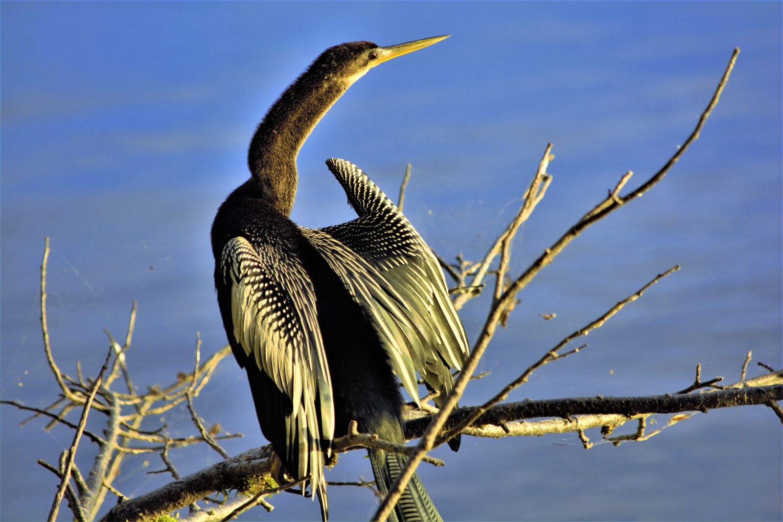 Nikon D7100 sample photo. Bird, large, long photography