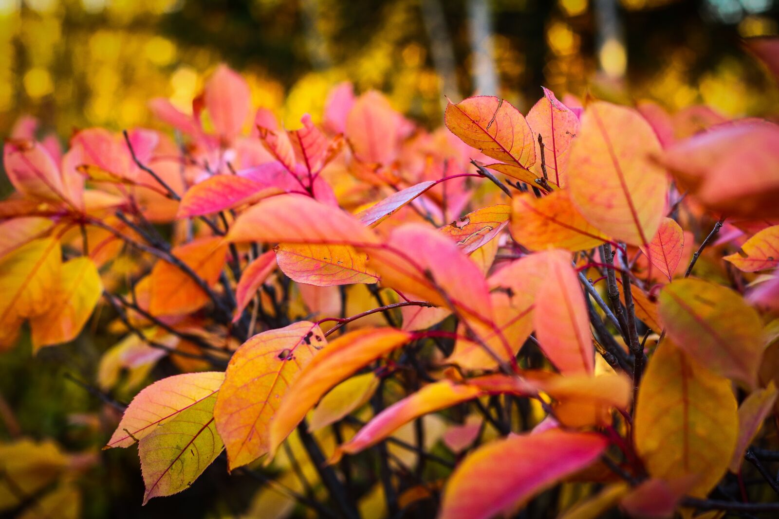 Canon EOS 750D (EOS Rebel T6i / EOS Kiss X8i) + Canon EF 50mm F1.8 II sample photo. Fall, leaves, autumn leaves photography