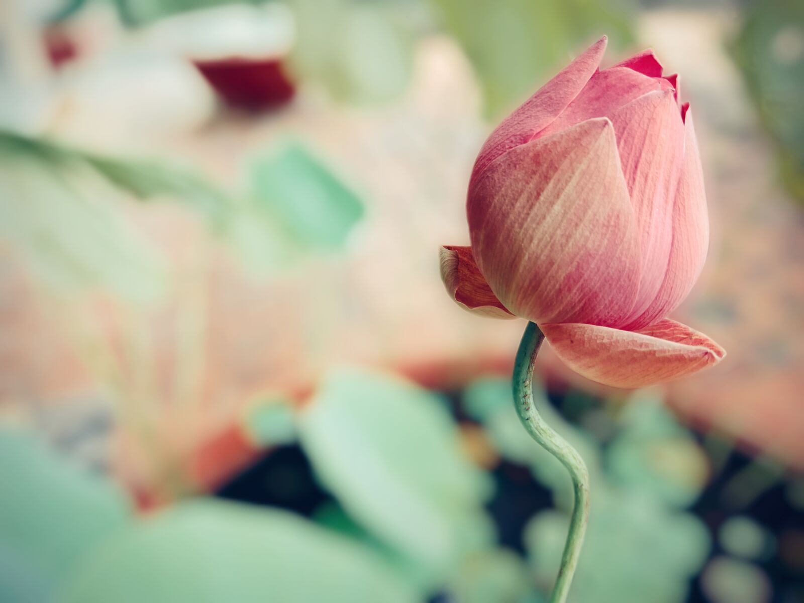 OPPO F5 sample photo. Lotus flowers, lotus, pink photography