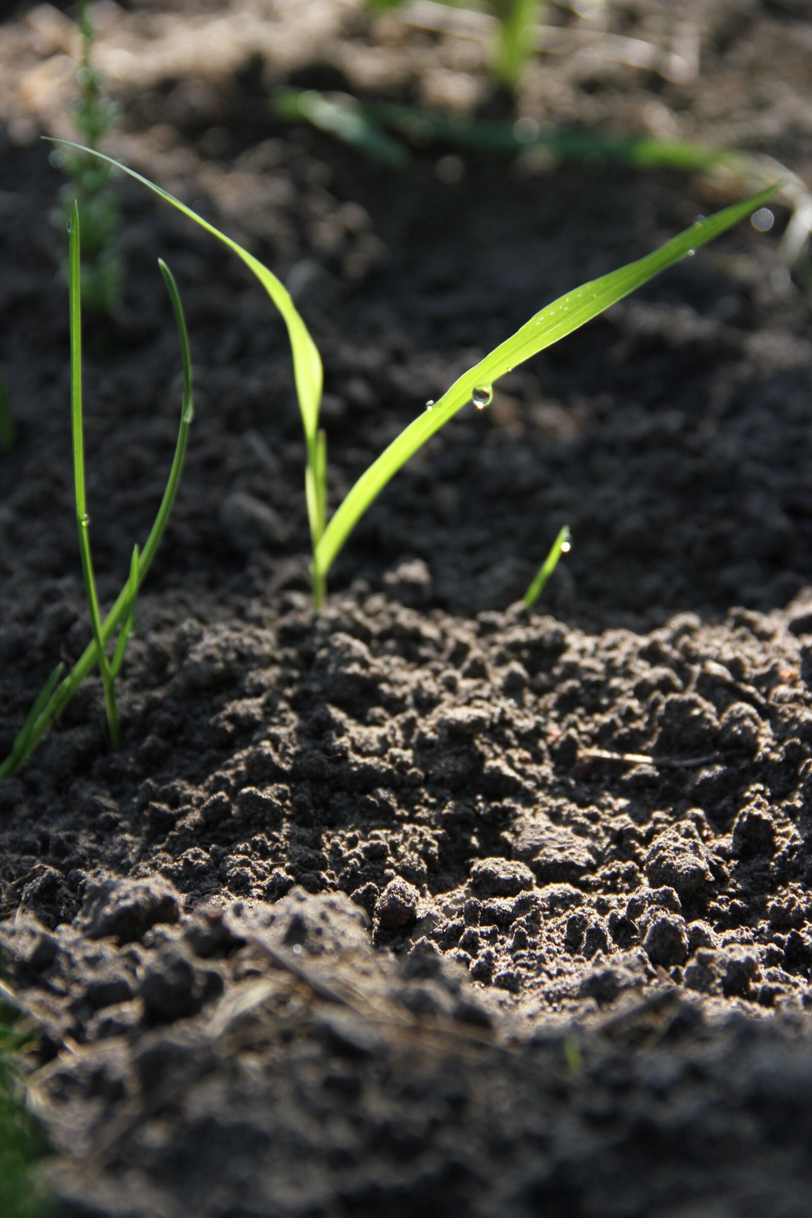 Canon EOS 7D sample photo. Pumpkin, vegetable garden, plant photography
