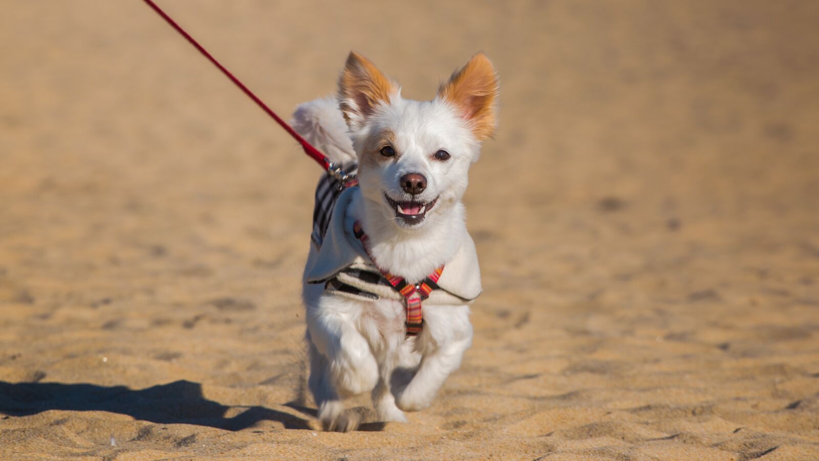 Canon EOS 70D + Canon EF 70-200mm F4L USM sample photo. Dog, animal, cute photography